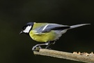 Kohlmeise (Parus major) KD