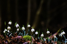 Leucojum vernum [ND]