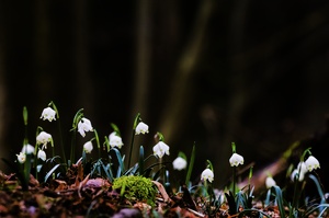 Leucojum vernum [ND]