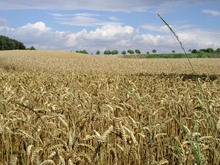 Kornfeld, ND