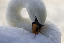 Himmlischer Höckerschwan ND