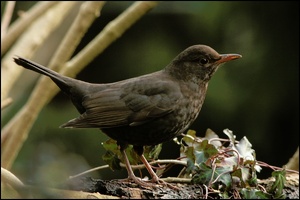 Amsel