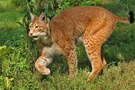 Luchs (Felis lynx)