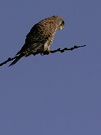 Turmfalke (Falco tinnunculus) - ND