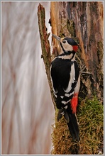 Buntspecht (Picoides major)