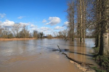 Hochwasser im Ried