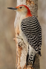 Red-bellied Woodpecker (ND)