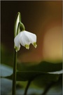 Leucojum vernum, Märzenbecher ND