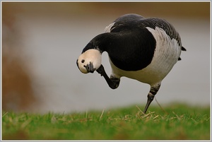 Weisswangengans (Branta leucopsis)