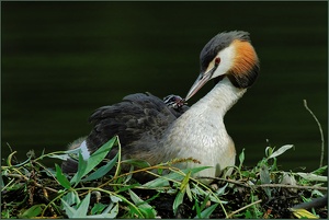 Haubentaucher *Podiceps cristatus* [ND]