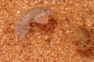 Den Bachflohkrebs (Gammarus fossarum)