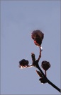 Knospen