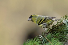 Erlenzeisig (Carduelis spinus)