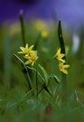 Gelbe Blumchen auf dem Krokusfeld