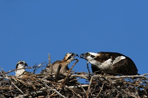 Fischadler / Pandion haliaeetus / Osprey ND