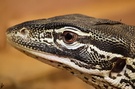 Varan ZO