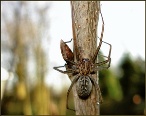 Bodentrichterspinne ?