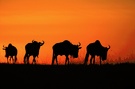 Gnus vor dem Abendhimmel (W)