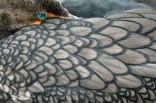 Ohrenscharbe / Phalacrocorax auritus / Double-Crested Comorant ND