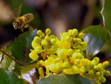 Heimische Biene: Nektar und Pollen reichlich vorhanden (ND)