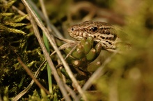 Mauereidechse (Podarcis muralis)