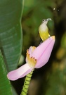 Vogel auf Bananenblüte (ND)