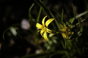 Frühlingsblume ND