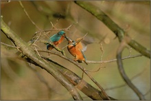 Übergabe des Brautgeschenkes... Eisvogel *Alcedo atthis* [ND]