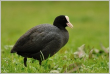 Blässhuhn (Fulica atra)