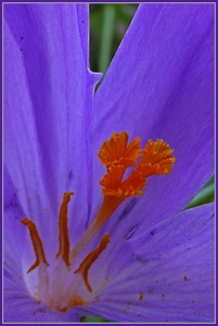 Krokus