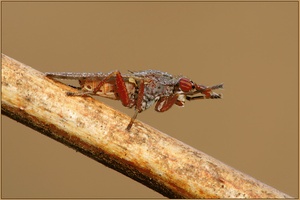 Hornfliege  'Elgiva cucularia'