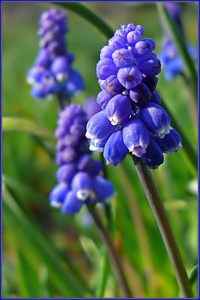 Traubenhyazynthe (Muscari spec.)