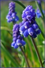 Traubenhyazynthe  (Muscari spec.)