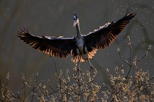 Graureiher Anflug