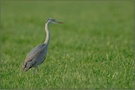 im Feld...  Graureiher *Ardea cinerea*  [ND]