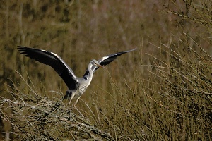 Graureiher im Abflug