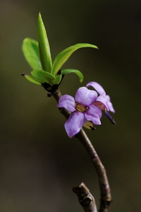 Daphne mezereum [ND]