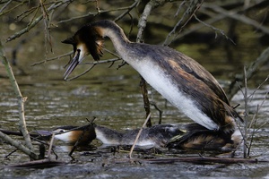 Haubentaucherhochzeit (ND)