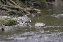 Wasseramsel