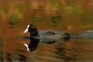 Blässralle *Fulica atra* [ND]