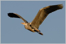 Graureiher (Ardea cinerea)