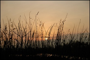 Abendstimmung in den Rieselfeldern  II