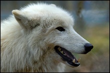 Polarwolf