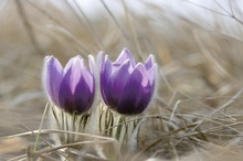 Pulsatilla vulgaris ND