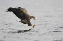 Seeadler