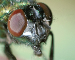 the eye of the fly ... (nd)