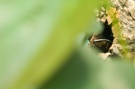 Gonatodes vittatus ZO