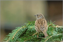 Heckenbraunelle (Prunella modularis)