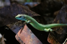 "Green Lizard goes metal" - ND/EBV