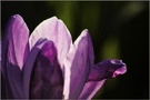 Krokus